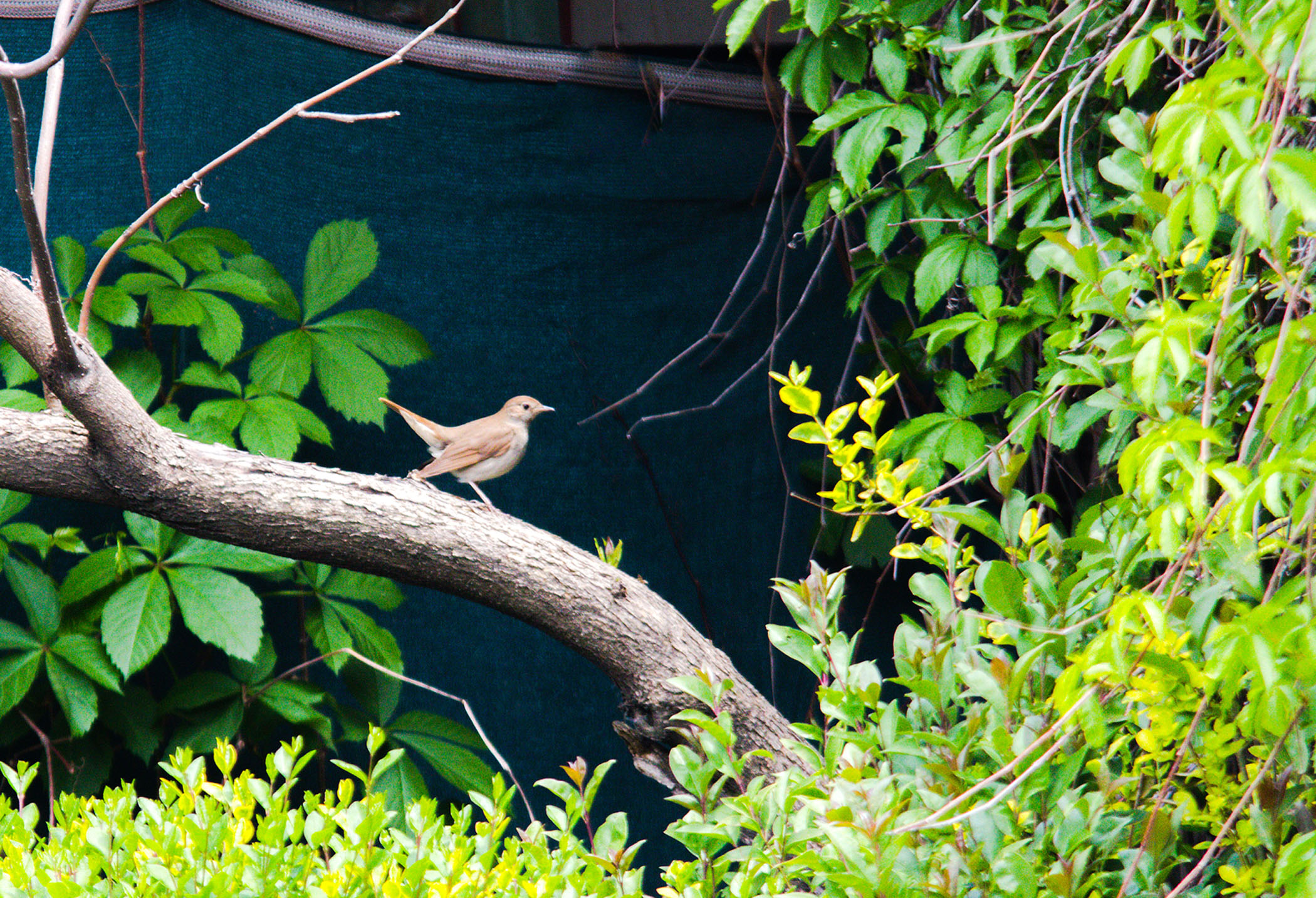 Thrush Nightingale